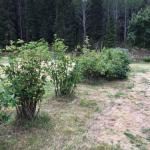 Plants