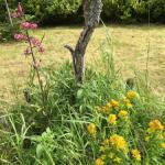 Plants