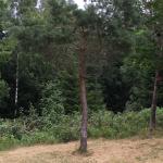 Plants